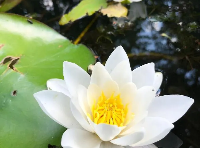 Direkt An Der Spree Mit Whirlpool Und Sauna * Berlin